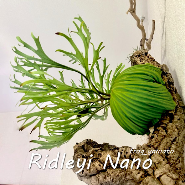 ridleyi　 NO.311 リドレイ　ビカクシダ ビカクシダリドレイ （Platycerium ridleyi） – GreenYa