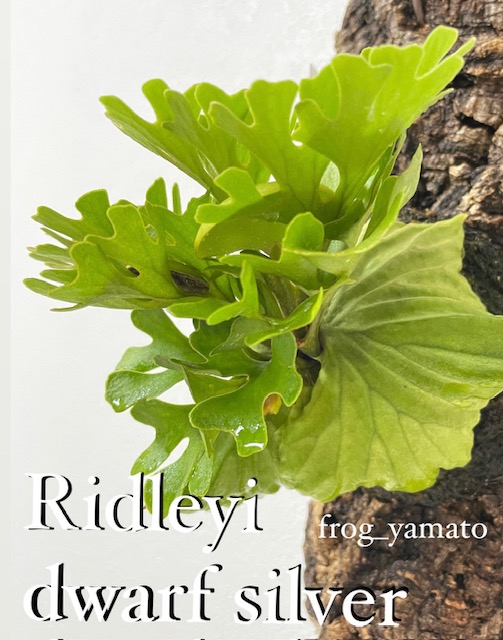ビカクシダ　リドレイ ナロー 細葉リドレイ ビカクシダ☆リドレイ 細葉①☆P.ridleyi narrow form☆子株