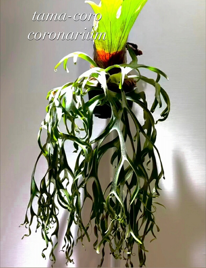 楽天市場】ゆうパック 送料無料 frog_yamato【ridleyi dwarf silvery