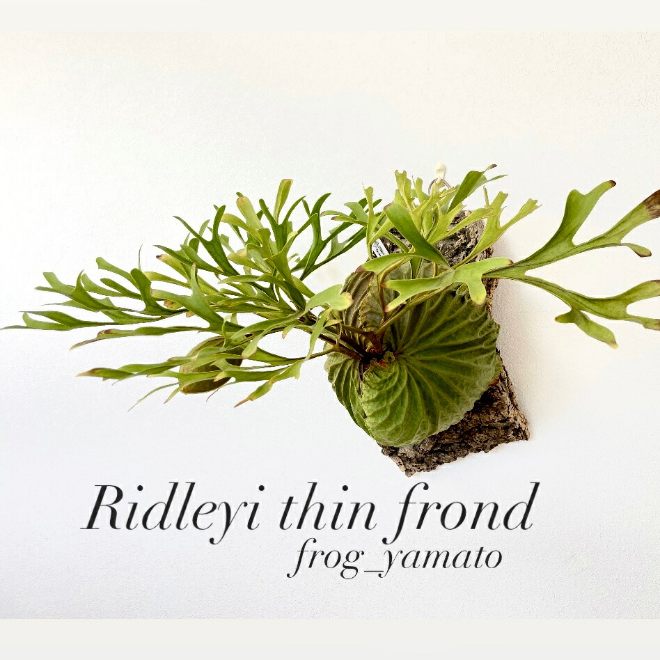 ビカクシダ★リドレイ中型株★板付き★コウモリラン★ridleyiワイルド P.ridleyi wild_リドレイ 筒状コルク付け◇ビカクシダ/コウモリ