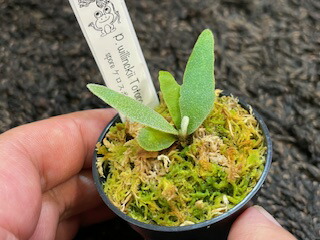 楽天市場】ゆうパック 送料無料 frog_yamato【ridleyi nano】リドレイ