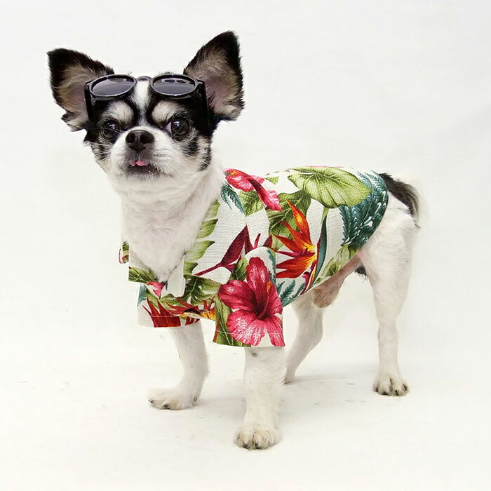 アロハ犬様 楽天市場】【胴長小型犬向け】アロハシャツ型紙 : CELEBDOG
