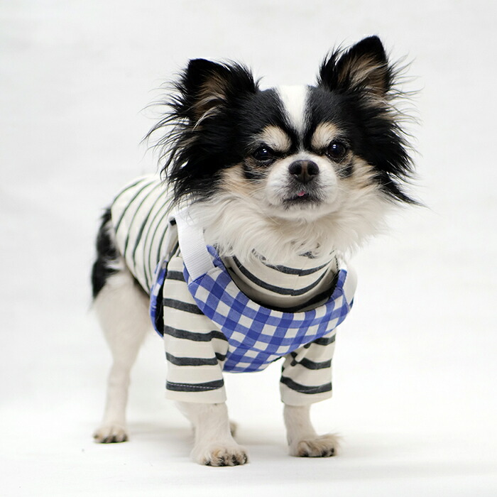 楽天市場】【フレブル向け】ストラップハーネス型紙 : CELEBDOG