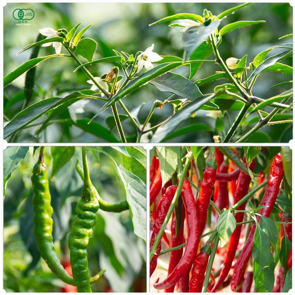 楽天市場 有機jas二荊条唐辛子 粉末タイプ 15g 有機栽培 唐辛子 癒雅膳食