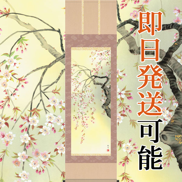 掛け軸 掛軸 桜 森山観月・桜花爛漫 尺五 花鳥画 春 桐箱 風鎮