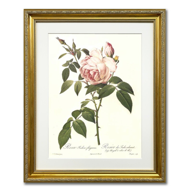マリーアントワネット　大輪のピンクの薔薇　金額縁 マリーアントワネット 大輪のピンクの薔薇 金額縁