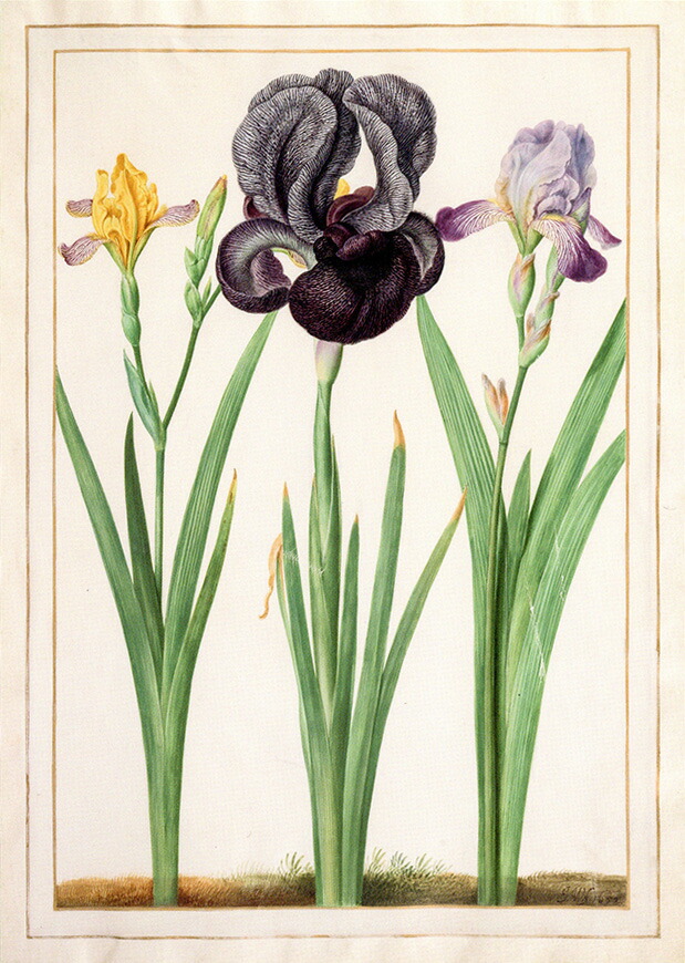 楽天市場】ポストカード ボタニカルアート 西本眞理子「ハナミズキ