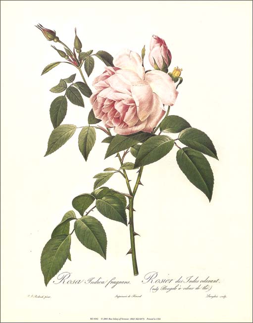 楽天市場】ポスター 【アート】ルドゥーテ「赤いバラ」【230×300mm