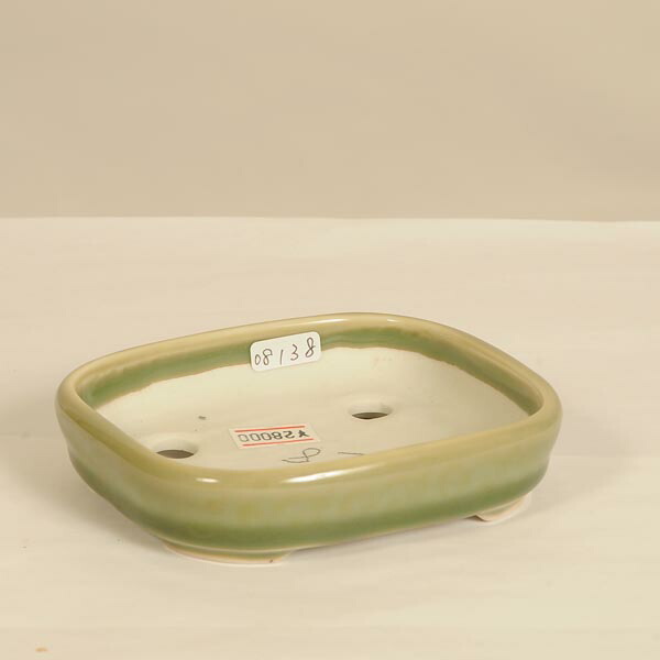 盆栽小鉢：屯洋（とんよう)　長方鉢　10.2cm【現】*Tonyou　資材