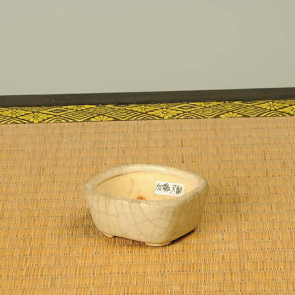 鉢:赤膚焼 長方鉢 7.0cm【現】*資材|遊恵盆栽 店