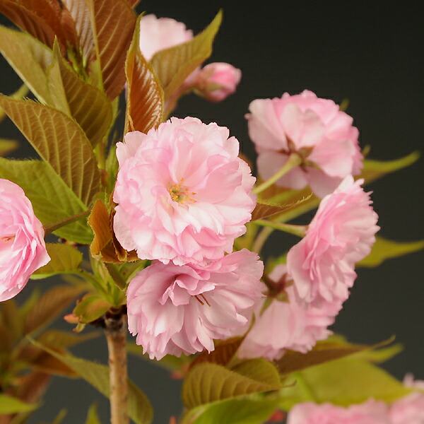 楽天市場 庭木 桜 関山桜 遊恵盆栽 楽天市場店