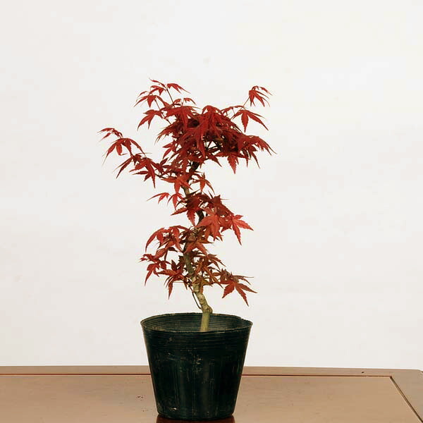 楽天市場】庭木・植木 庭木苗：出猩々モミジ（でしょうじょう