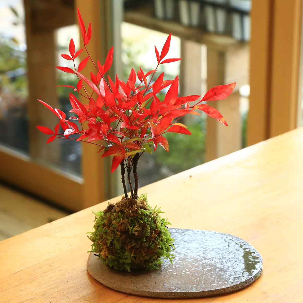 楽天市場 即日出荷可 苔玉 南天 陶板付 送料無料bonsai 遊恵盆栽 楽天市場店