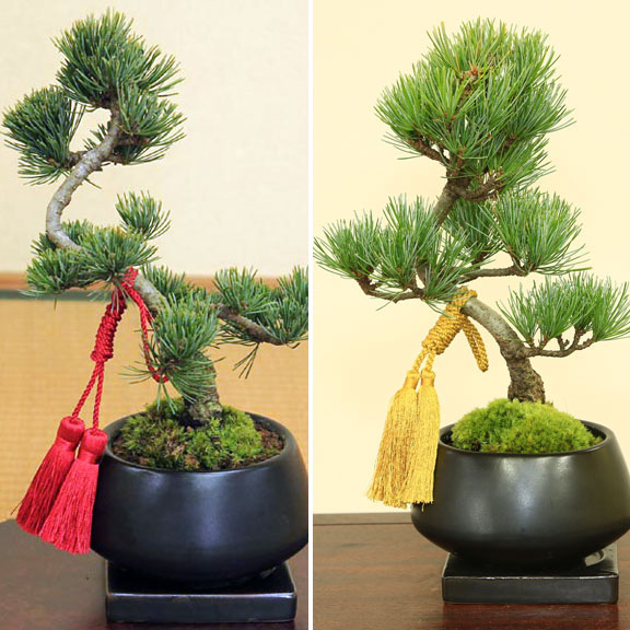 楽天市場】2024年11月撮影五葉松盆栽 本格 盆栽マツ まつ 吾妻 五葉松