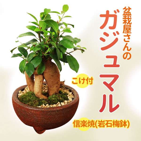 楽天市場】厄除け 観葉植物：オモト 万年青*ブラック 丸鉢 おもと : 遊恵盆栽 楽天市場店