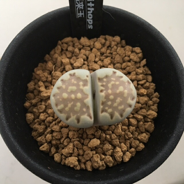 楽天市場】多肉植物：プセウドリトス・クビフォルメ*幅1.5cm : 遊恵