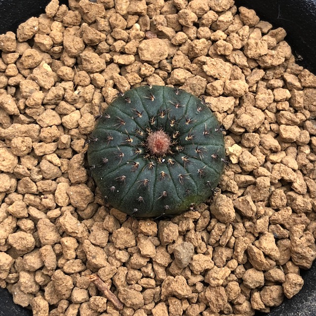 楽天市場】サボテン：テフロカクタス モリネンシス 妖鬼殿*全幅9cm