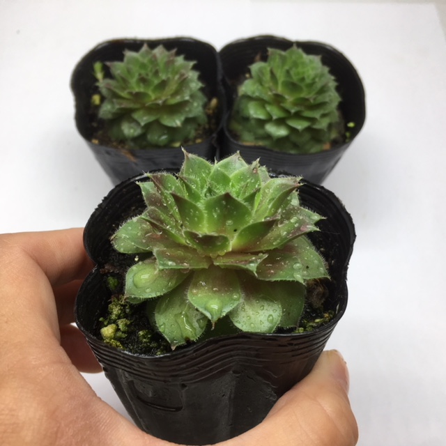 楽天市場 多肉植物 岩蓮華 イワレンゲ 幅5cm 遊恵盆栽 楽天市場店