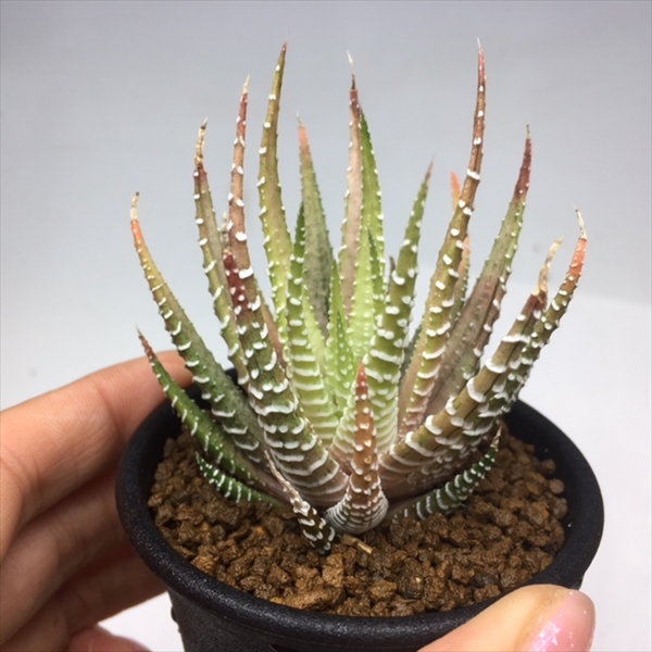 多肉植物 ハオルチア 十二の巻 S 幅7cm Concertideas Com