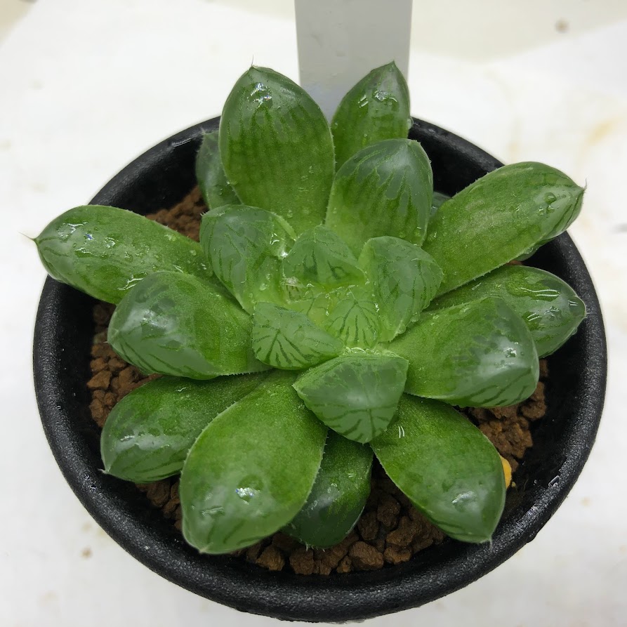 月末セール！　ハオルチア マルミアーナ　Haworthia marumiana　多肉植物 マルミアーナジュエルプランツ ハオルチア属 多肉