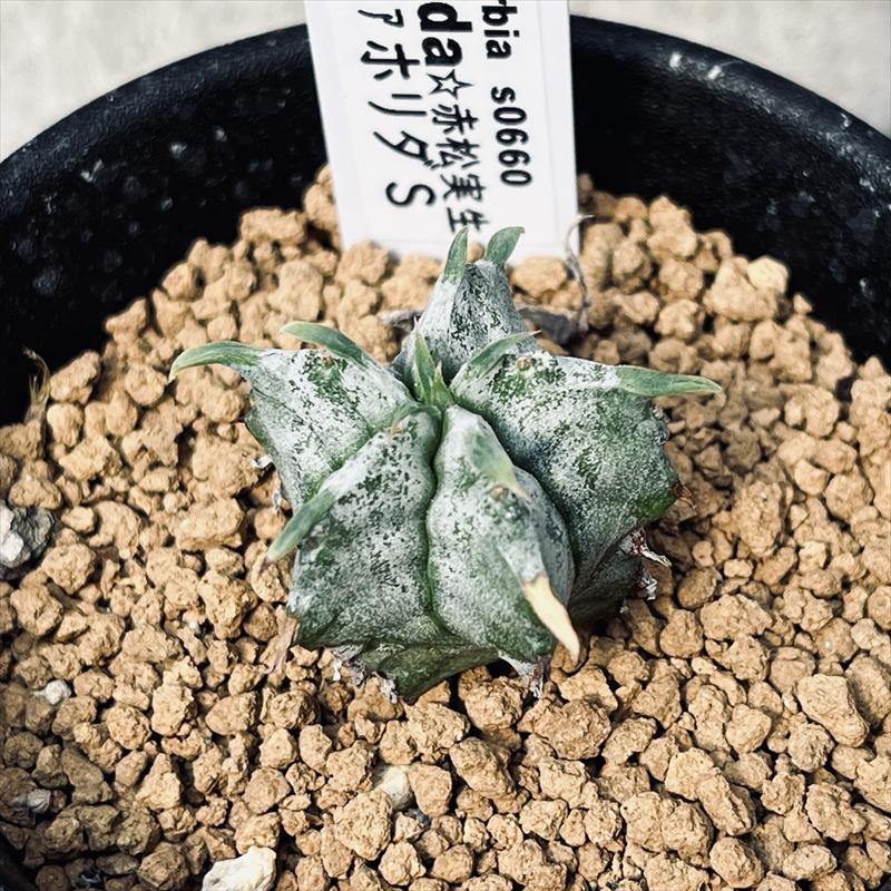 ユーフォルビア　オベサ梵天/珍奇植物/多肉植物 ユーフォルビア オベサ梵天 – MOLLIS