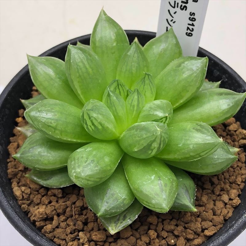 【期間限定出品】ハオルチア ピリフェラ RIB0136　多肉植物 期間限定出品】ハオルチア ピリフェラ RIB0136 多肉植物 - メルカリ
