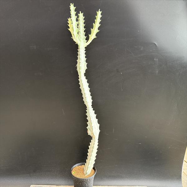 楽天市場】サボテン：ロフォフォラ 烏羽玉 ペンタゴナ*幅5cm : 遊恵