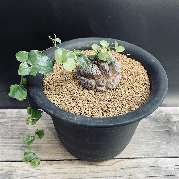 楽天市場】【ふるさと納税】Dioscorea Mexicana メキシコ亀甲竜