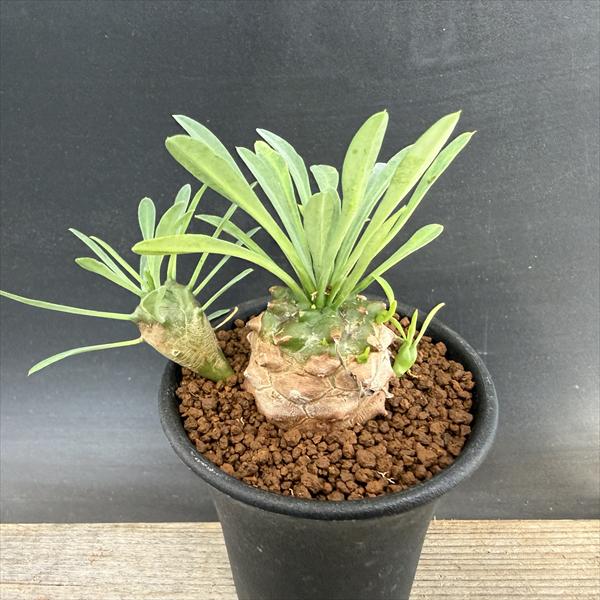 楽天市場】多肉植物：ユーフォルビア 峨眉山鉄甲 陶器鉢*8cm : 遊恵