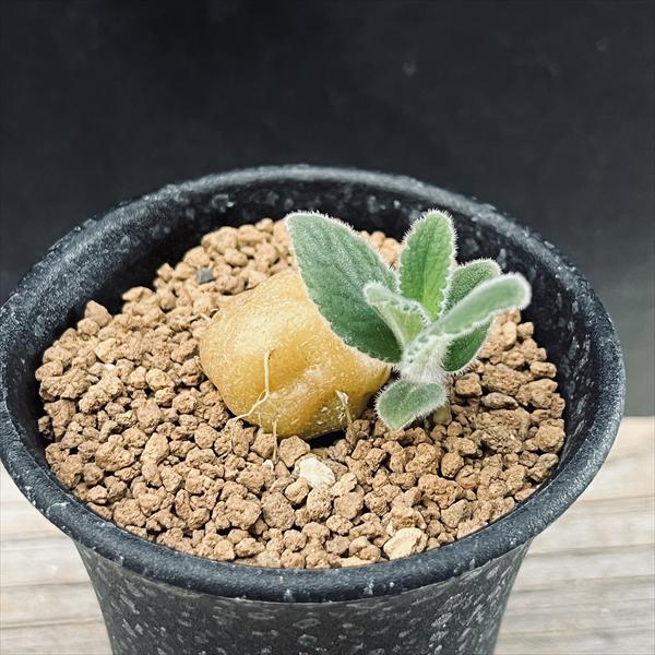 咲村宇音 特選超良型グラキリス2点 Yahoo!オークション -「グラキリス 2頭」の落札相場・落札価格