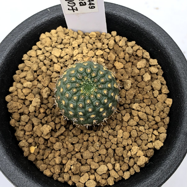 楽天市場】サボテン:ツルビニカルプス アロンソイ 実生*幅3cm 楽天市場】サボテン:ツルビニカルプス アロンソイ 実生*幅3cm