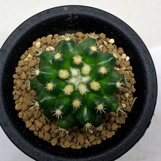 新着商品 サボテン エキノカクタス 豪刺短刺金鯱 12cm 現 人気のキンシャチ Echinocactus Grusonii 注目の Corkykellclassic Com