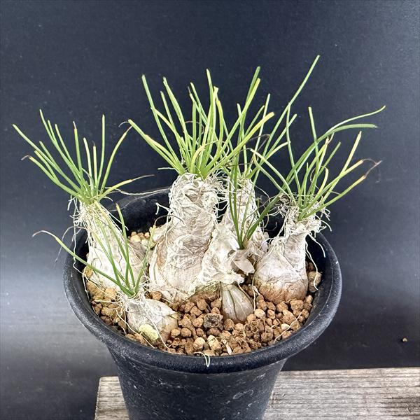 楽天市場】多肉植物：モモルディカ ロストラータ*塊幅1cm : 遊恵盆栽