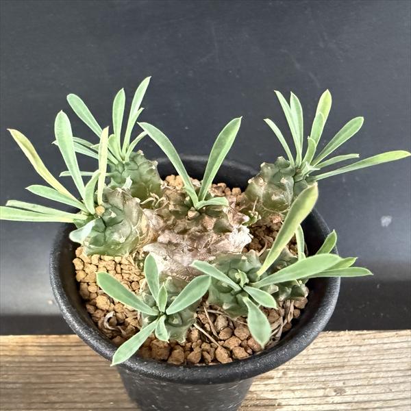 楽天市場】多肉植物：プセウドリトス・クビフォルメ*幅1.5cm : 遊恵