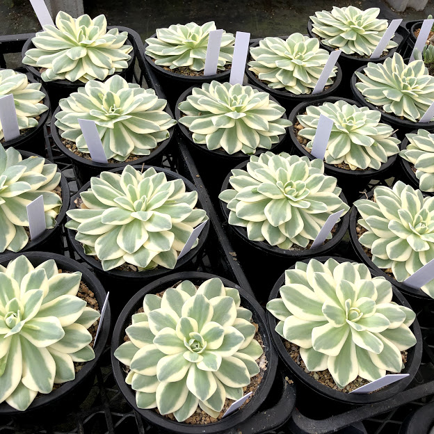 楽天市場 多肉植物 オロスタキス 富士 幅12ｃｍ 遊恵盆栽 楽天市場店