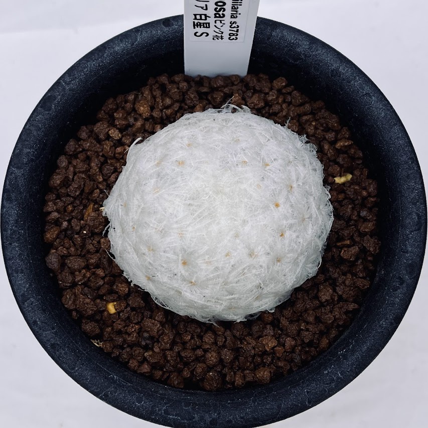 楽天市場 サボテン マミラリア 白星 S 幅5ｃｍ 遊恵盆栽 楽天市場店