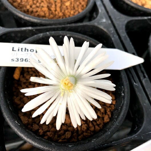 楽天市場 多肉植物 リトープス ベリーレッド 幅2cm 遊恵盆栽 楽天市場店 楽天市場 多肉植物 リトープス ベリーレッド 幅2cm 遊恵盆栽 楽天市場店