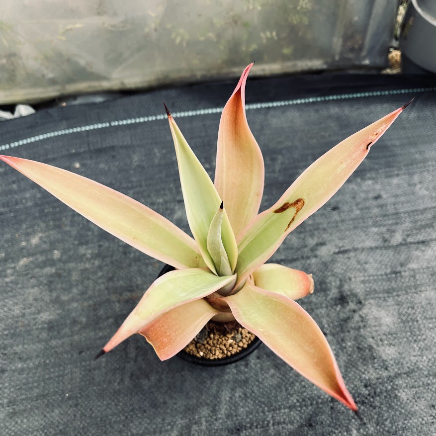 楽天市場】多肉植物：アガベ ウェベリー アリゾナスター*幅