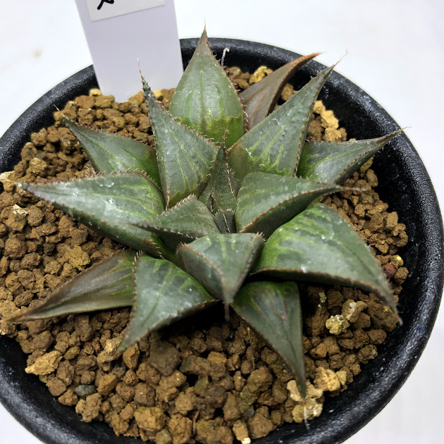 楽天市場】多肉植物：ハオルチア 三仙寿*幅6.5ｃｍ : 遊恵盆栽 楽天市場店