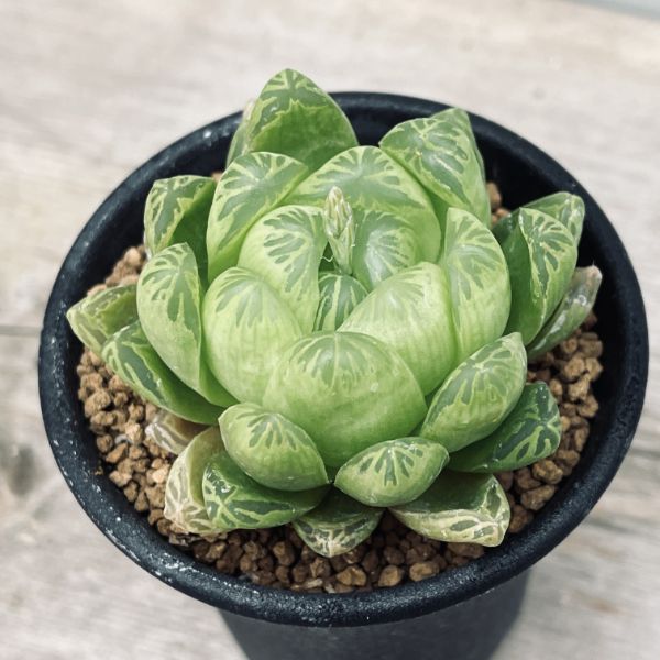 楽天市場】多肉植物：ハオルチア プベスケンス*幅4.5cm : 遊恵