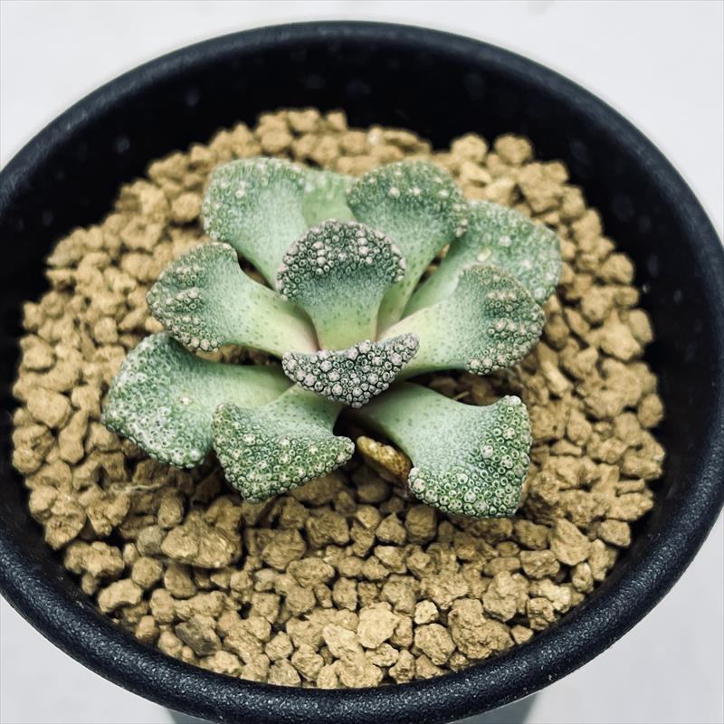 楽天市場】本：多肉植物写真集 第2巻*資材 : 遊恵盆栽 楽天市場店