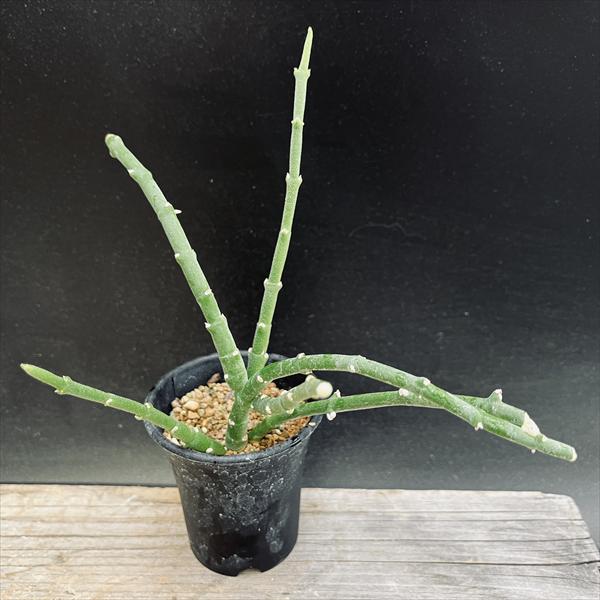 楽天市場】多肉植物：モモルディカ ロストラータ*塊幅1cm : 遊恵盆栽