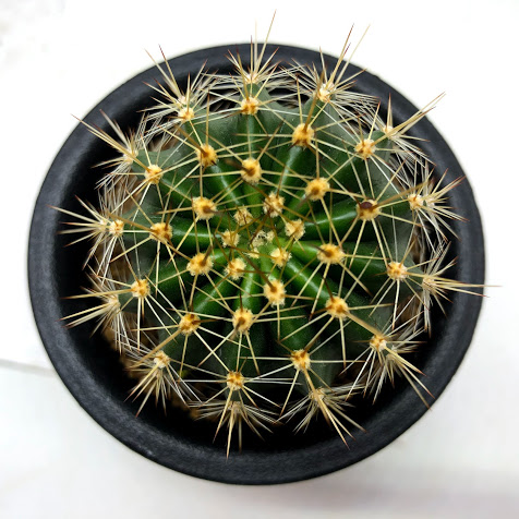 楽天市場】花サボテン*S 幅3cm : 遊恵盆栽 楽天市場店