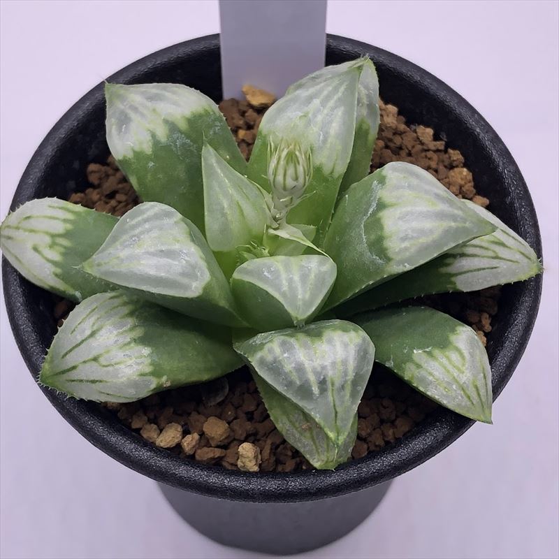 楽天市場】多肉植物：ハオルチア 白夜ムチカ*幅7.5cm : 遊恵盆栽 楽天