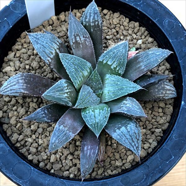多肉植物 ハオルチア ウィミー交配種 幅9cm Gmofwi Com