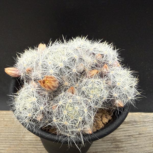 Copiapoa コルムナアルバ 孤竜丸 実生 発根済み spicygem サボテン