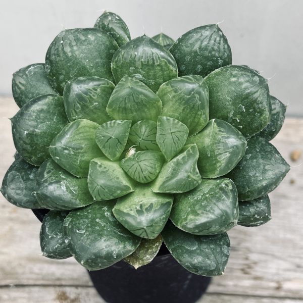 楽天市場】多肉植物：ハオルチア ピリフェラ錦*S 幅5cm : 遊恵盆栽