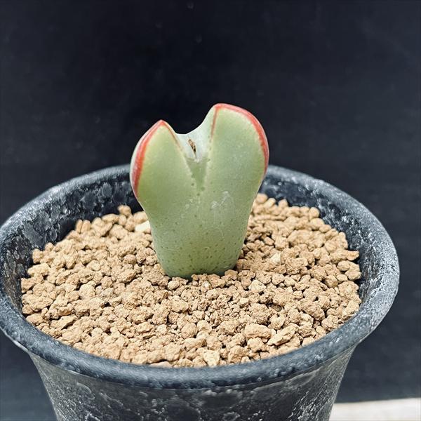 多肉植物　コノフィツム　bachelorum バケロラム 種子10粒+ conophytum bachelorum コノフィツム バケロラム 多肉