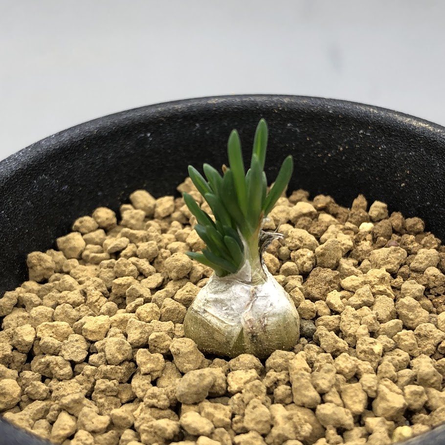 サルコカウロン ヘレー　竜骨城 楽天市場】コーデックス：サルコカウロン ヘレー 竜骨城*葉幅3cm