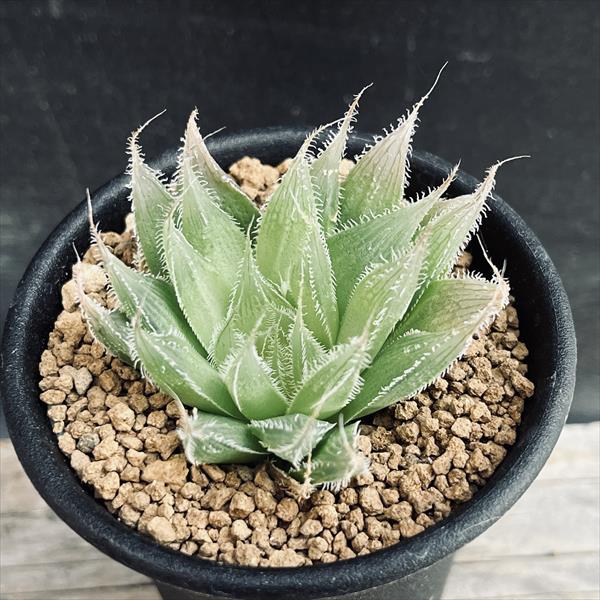 楽天市場】多肉植物：ハオルチア 指輪物語*幅6cm : 遊恵盆栽